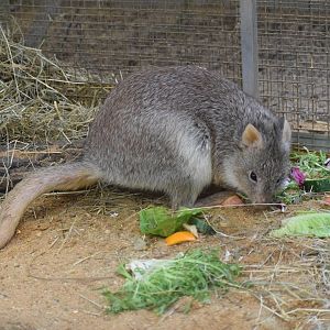 Rufous rat kangaroo