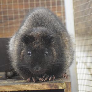 Southern Luzon Giant Cloud Rat