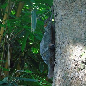 Malayan Colugo