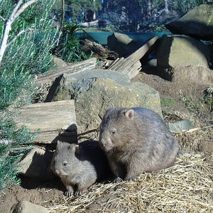 Common Wombat