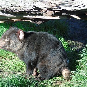 Tasmanian Devil