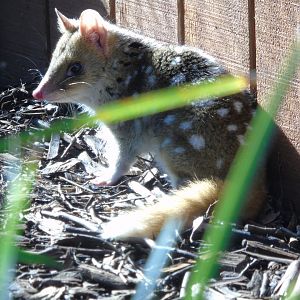 Eastern Quoll