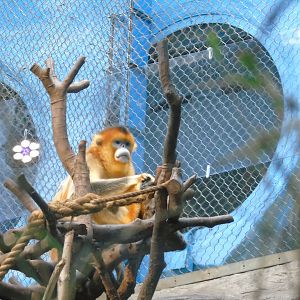 Golden snub-nosed monkey