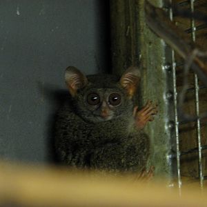 Sulawesi Tarsier
