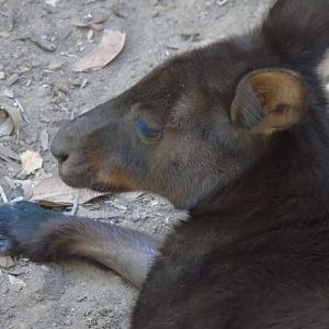 Black Wallaroo