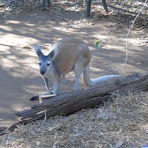 Antilopine Wallaroo