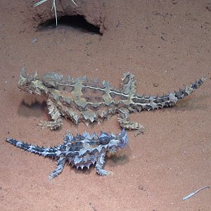 Thorny Devil