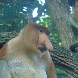 Proboscis monkey