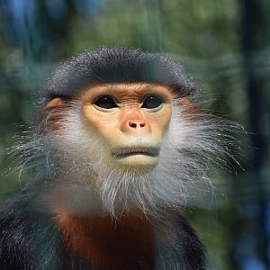 Douc Langur