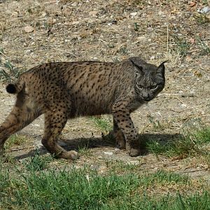 Iberian Lynx