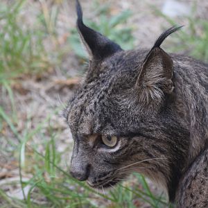 Iberian Lynx