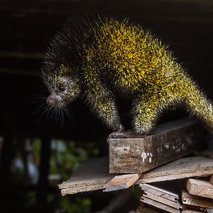 Bicolor-spined porcupine, Coendou bicolor