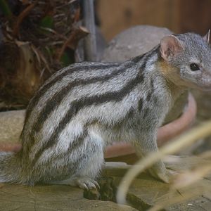 Grandidier's Vontsira