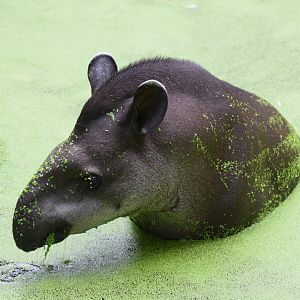 Lowland Tapir