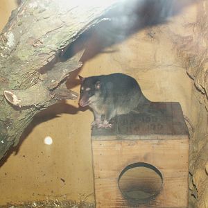 Gray four-eyed opossum