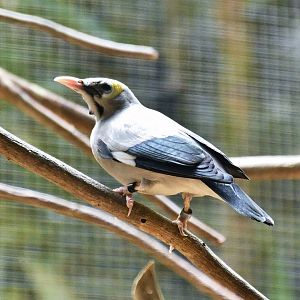 Wattled Starling (Creatophora cinerea)