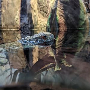 Caiman Lizard at the Greensboro Science Center
