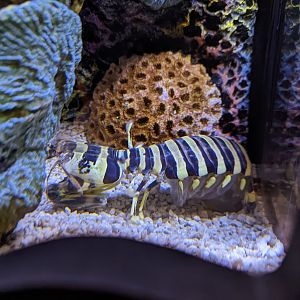 Zebra Mantis Shrimp at the Greensboro Science Center