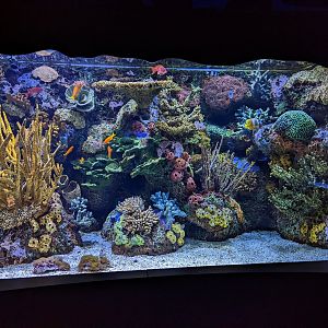 Pacific Jewels tank at the Greensboro Science Center