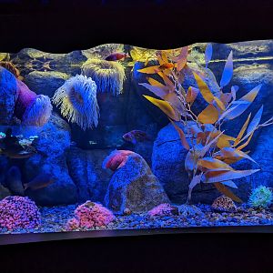 Kelp forest tank at the Greensboro Science Center