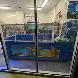 Marbled Catfish in a public viewable quarantine