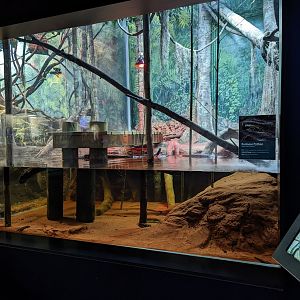 Burmese Python exhibit at the Greensboro Science Center