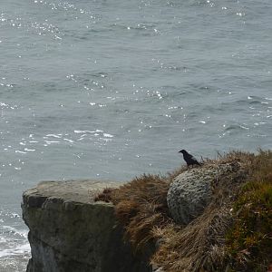 American Crow (Corvus brachyrhynchos)