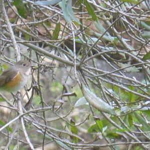 Red-flanked Bluetail (Tarsiger cyanurus)