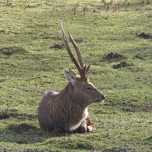 Ash (Sika deer)