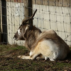 Addax bull
