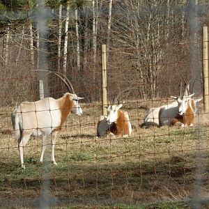 Scimitar-horned oryx