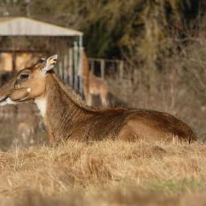 Old lady Nancy (Nilgai)
