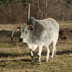 God of Thunder (Miniature zebu)