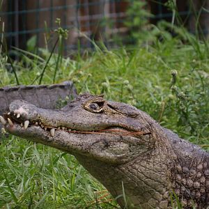 Caiman sp.(Yacare or Spectacled?) - Gatorland 2022