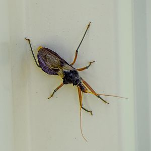 Bee-killer Assasin Bug, Pristhesancus plagipennis