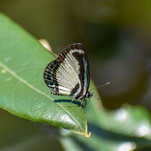 Small Green-banded Blue, Psychonotis caelius