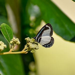 Small Green-banded Blue, Psychonotis caelius