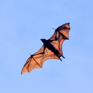 Black Flying Fox