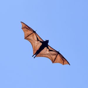 Black Flying Fox