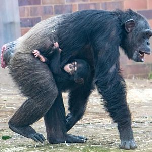 Chimpanzee - ZeeZee and Jeff