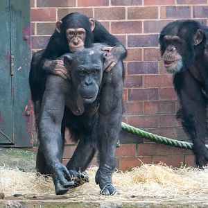 Chimpanzees - Alice Annie Eric