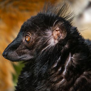 Black Lemur - male