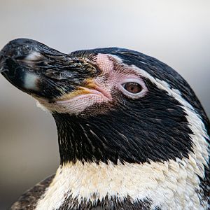 Humboldt Penguin