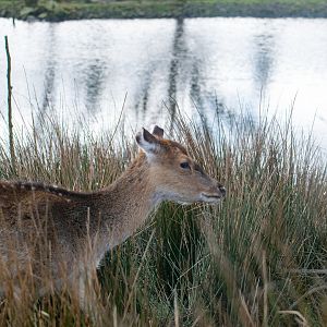 Vietnamese Sika Deer
