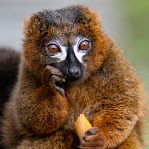 Red-Bellied Lemur