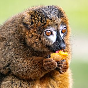 Red-Bellied Lemur
