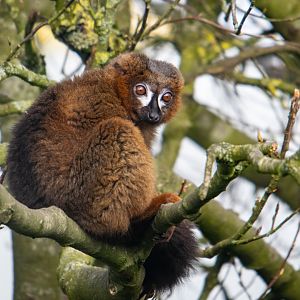 Red-Bellied Lemur