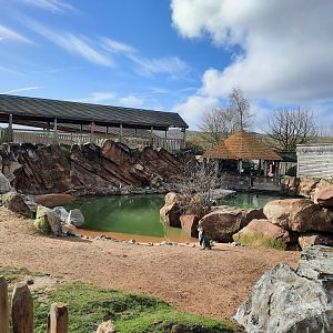 Humboldt Penguin Exhibit