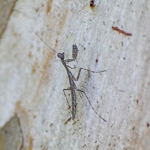 Treerunner Mantis, Ciulfina sp.