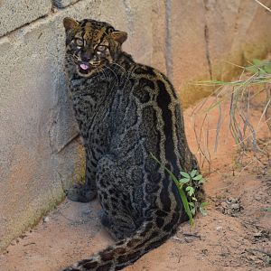 Marbled Cat